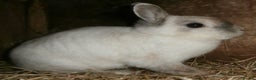 Continental Giant rabbits for sale: Super Stars Stud Service - Beautiful Proven Boys  - Advert 13
