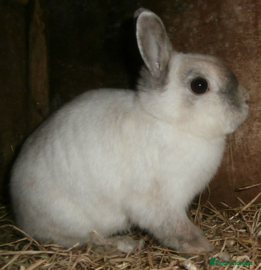 Continental Giant rabbits for sale: Super Stars Stud Service - Beautiful Proven Boys  - Image 10