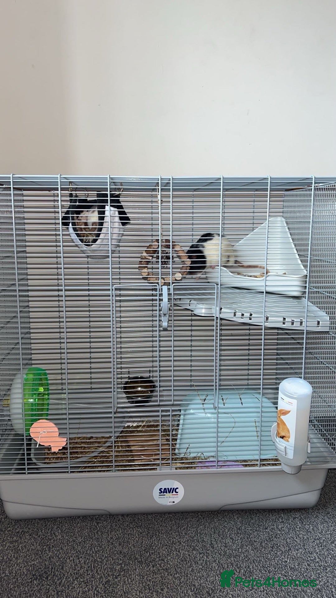 Rat rodents Male pet rats - Advert 1
