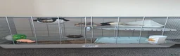 Rat rodents for sale: Male pet rats in Wigan - Advert 1