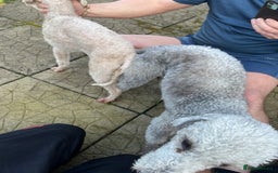 Bedlington Terrier dogs for stud: KC Registered Bedlington Terrier Stud in Ferryhill - Image 18