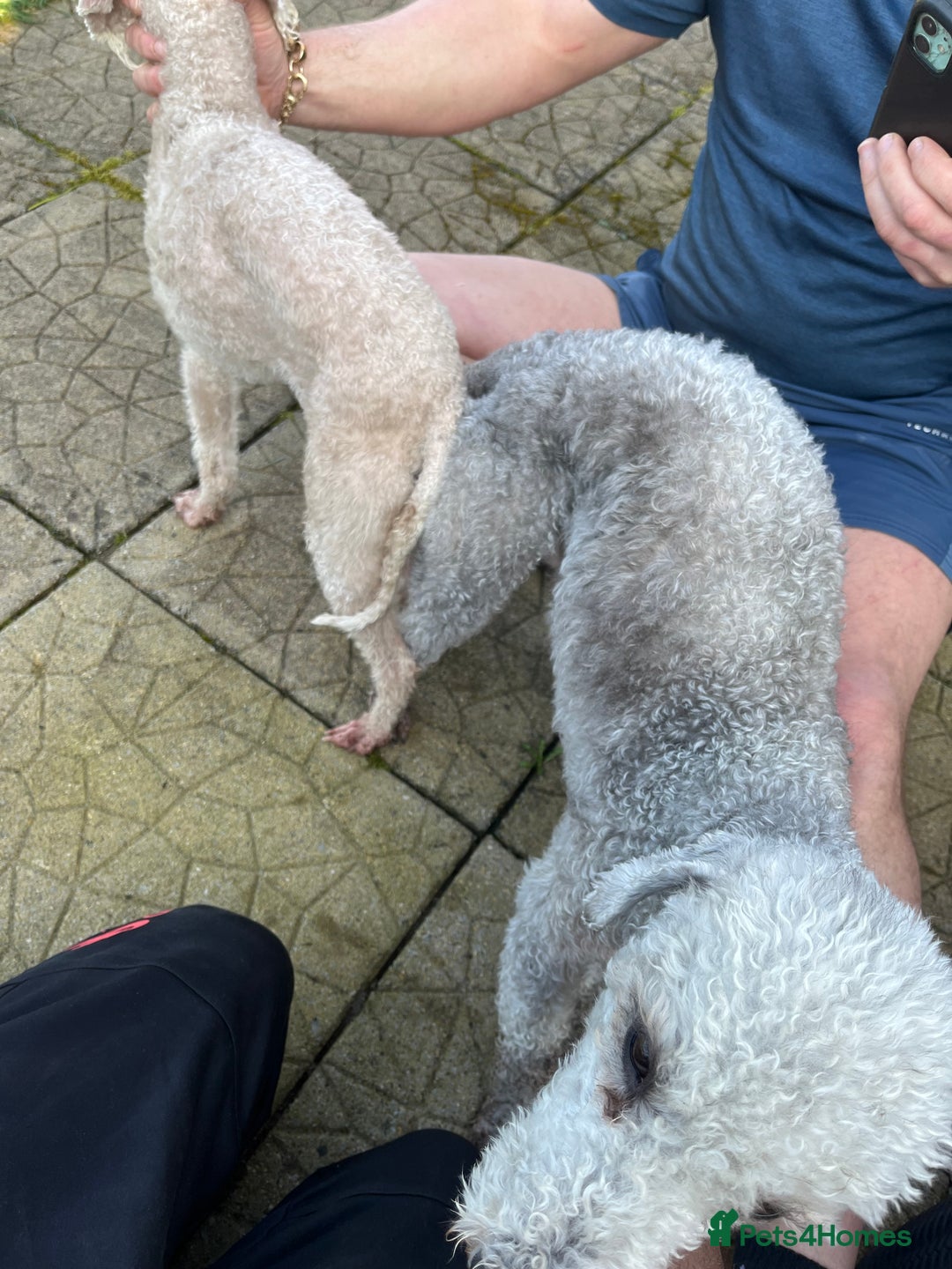 Bedlington Terrier dogs for stud: KC Registered Bedlington Terrier Stud in Ferryhill - Image 18