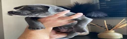 Mixed Breed dogs for sale: Cane Corso X Staff Puppies -Ready to Leave October - Advert 8