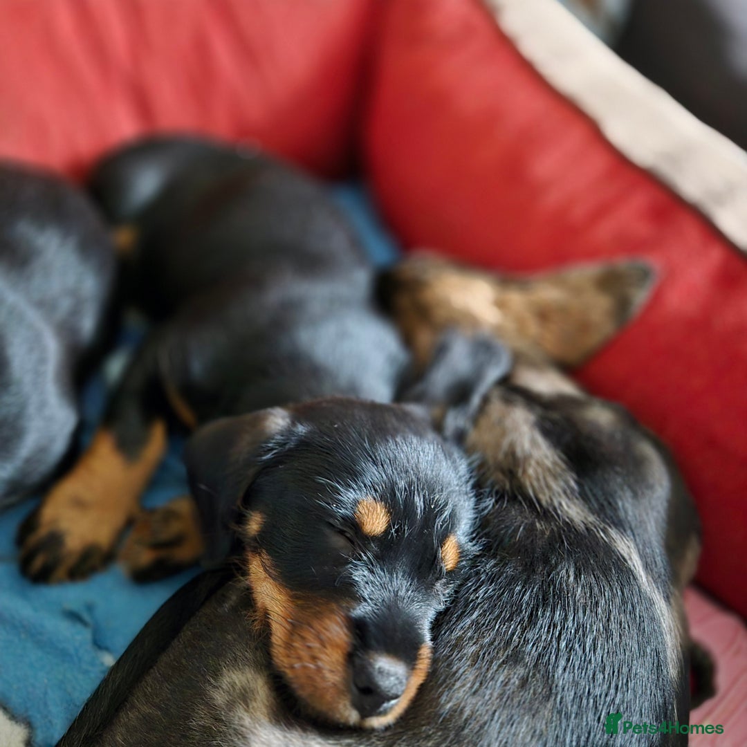 Mixed Breed dogs for sale: Wire Haired Daschund x Rottweiler  - Image 23