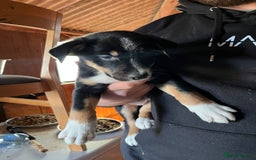 Mixed Breed dogs for sale: Collie x huntaway - Image 12
