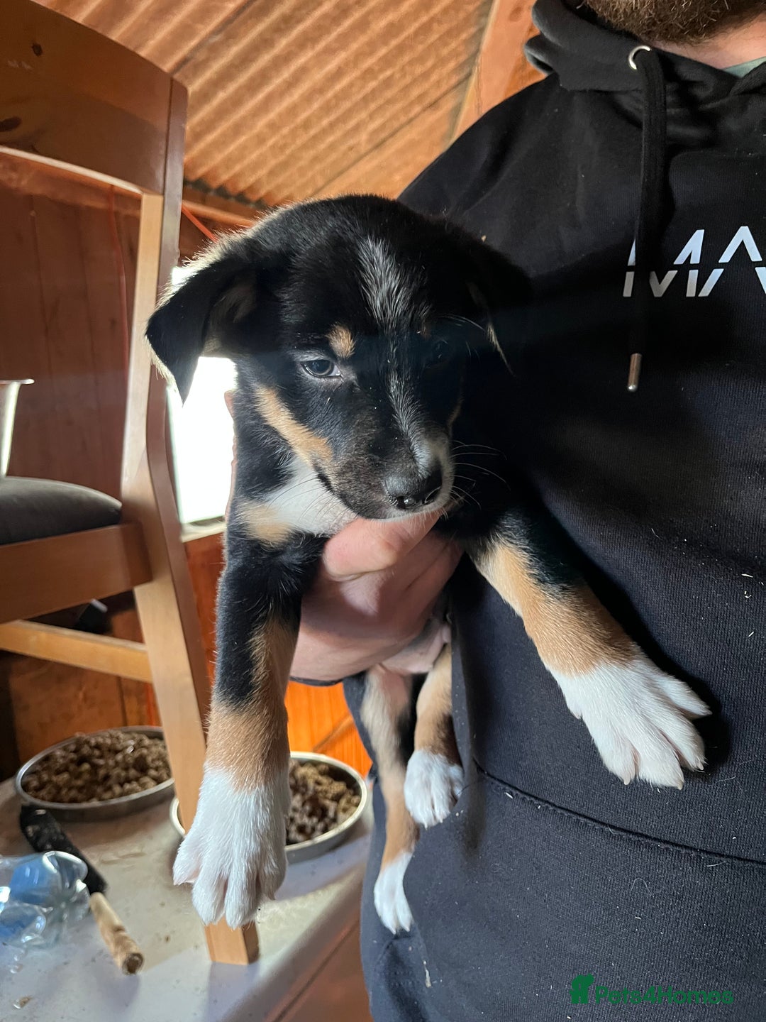 Mixed Breed dogs for sale: Collie x huntaway - Image 12