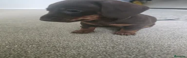 Miniature Dachshund Puppy 3