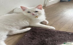 Ragdoll cats for sale: Handsome Ragdoll babys! 💛 in Arundel - Image 34