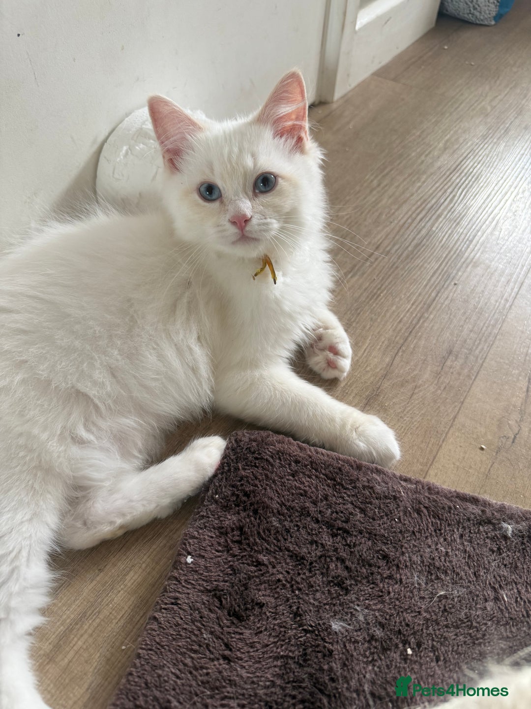 Ragdoll cats for sale: Handsome Ragdoll babys! 💛 in Arundel - Image 34