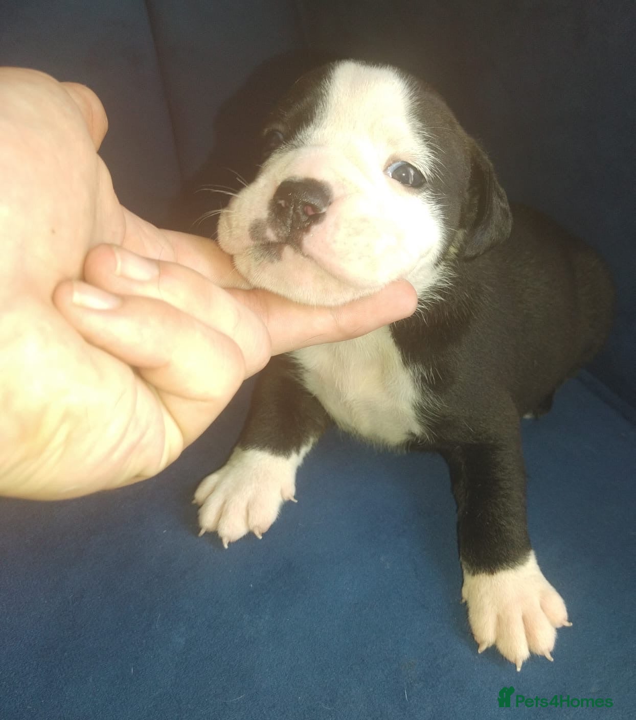Olde English Bulldogge dogs    Old English bulldog   - Advert 3