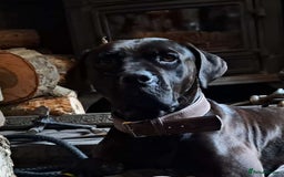 Cane Corso dogs for sale: Cane Corso 2 1/2 looking for new home  - Image 2