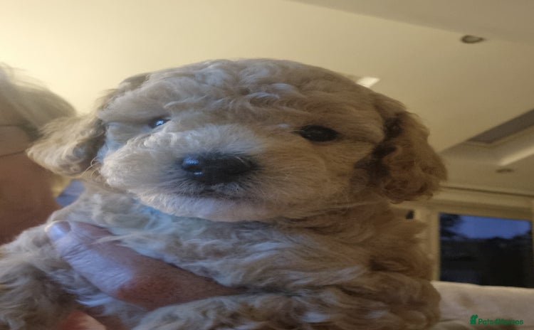 Miniature Poodle dogs - Advert 1