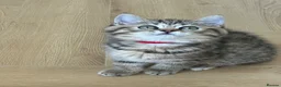 British Shorthair cats for sale: 😻DISCOUNTED PRICE🙀BeautifulBSH Kittens 🐈‍⬛ 🩷💙 - Advert 15