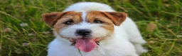 Jack Russell dogs for stud: KC Jack Russell Cliff - Advert 3