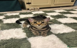 American Shorthair cats for sale: Pedro and Tigger - male tabby’s  - Image 7