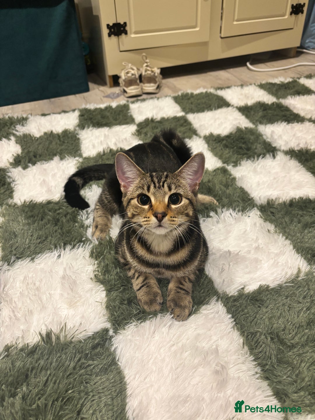 American Shorthair cats for sale: Pedro and Tigger - male tabby’s  - Image 7