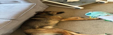Mixed Breed 1