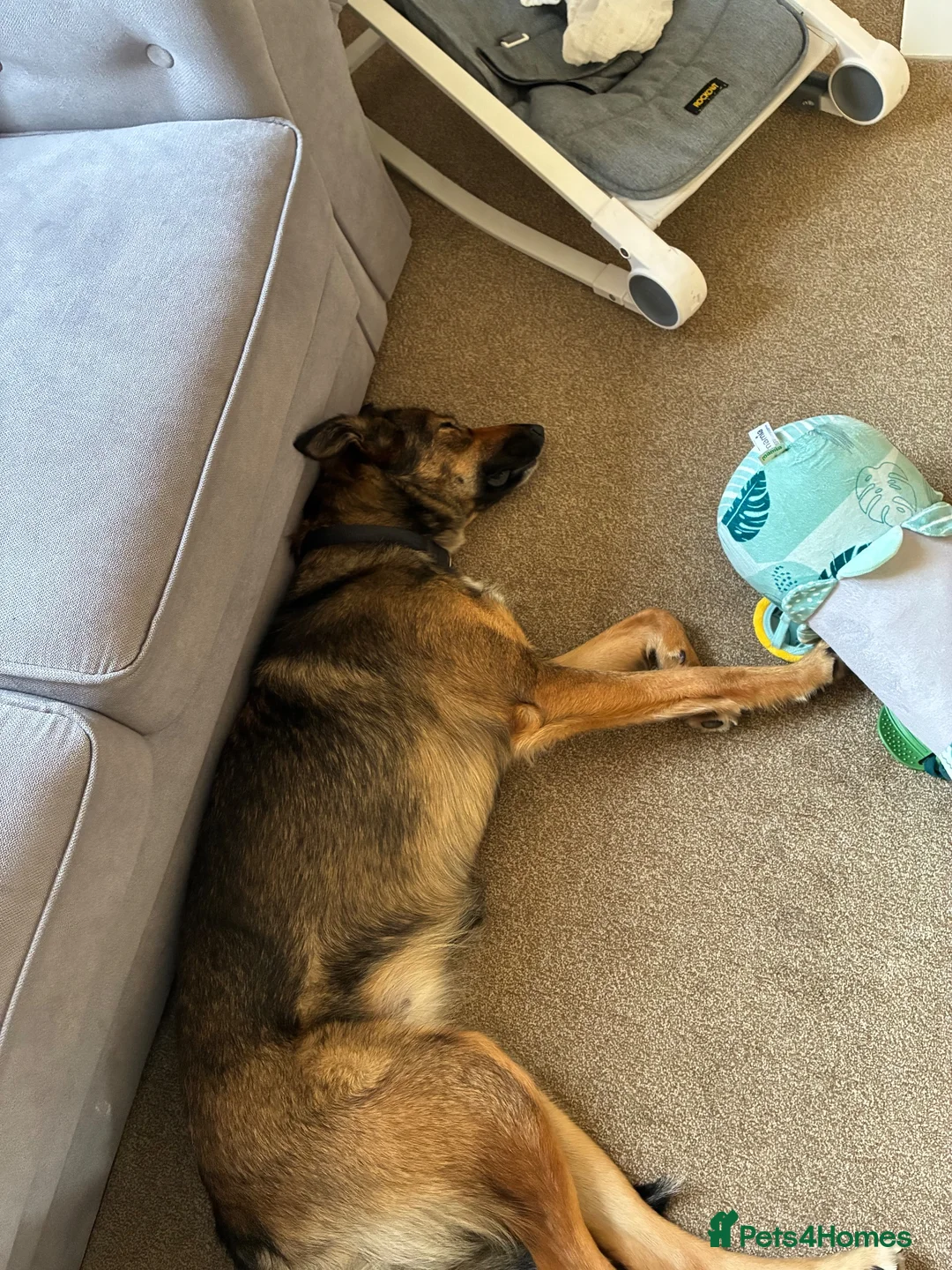Mixed Breed dogs for sale: My name is Spirit  in Market Drayton - Advert 3