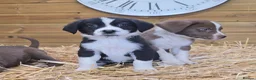 Mixed Breed dogs for sale: Beautiful Newfound puppies now available ☺️ - Advert 8