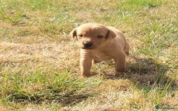Labrador Retriever dogs for sale: Red Fox Labrador Puppies–Ready from 26th September - Image 6
