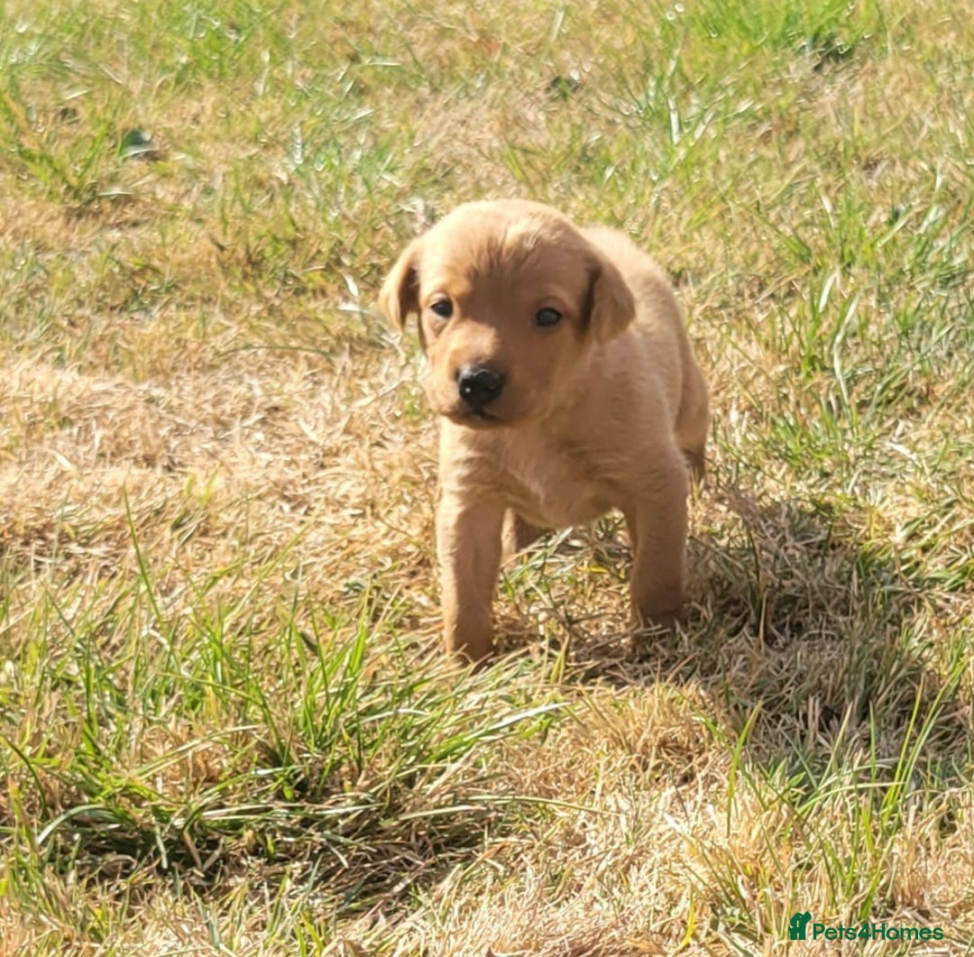 Labrador Retriever dogs for sale: Red Fox Labrador Puppies–Ready from 26th September - Image 6