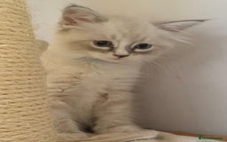 Siberian cats for sale: Only one Champion line girl available 🥰🥰 - Image 1