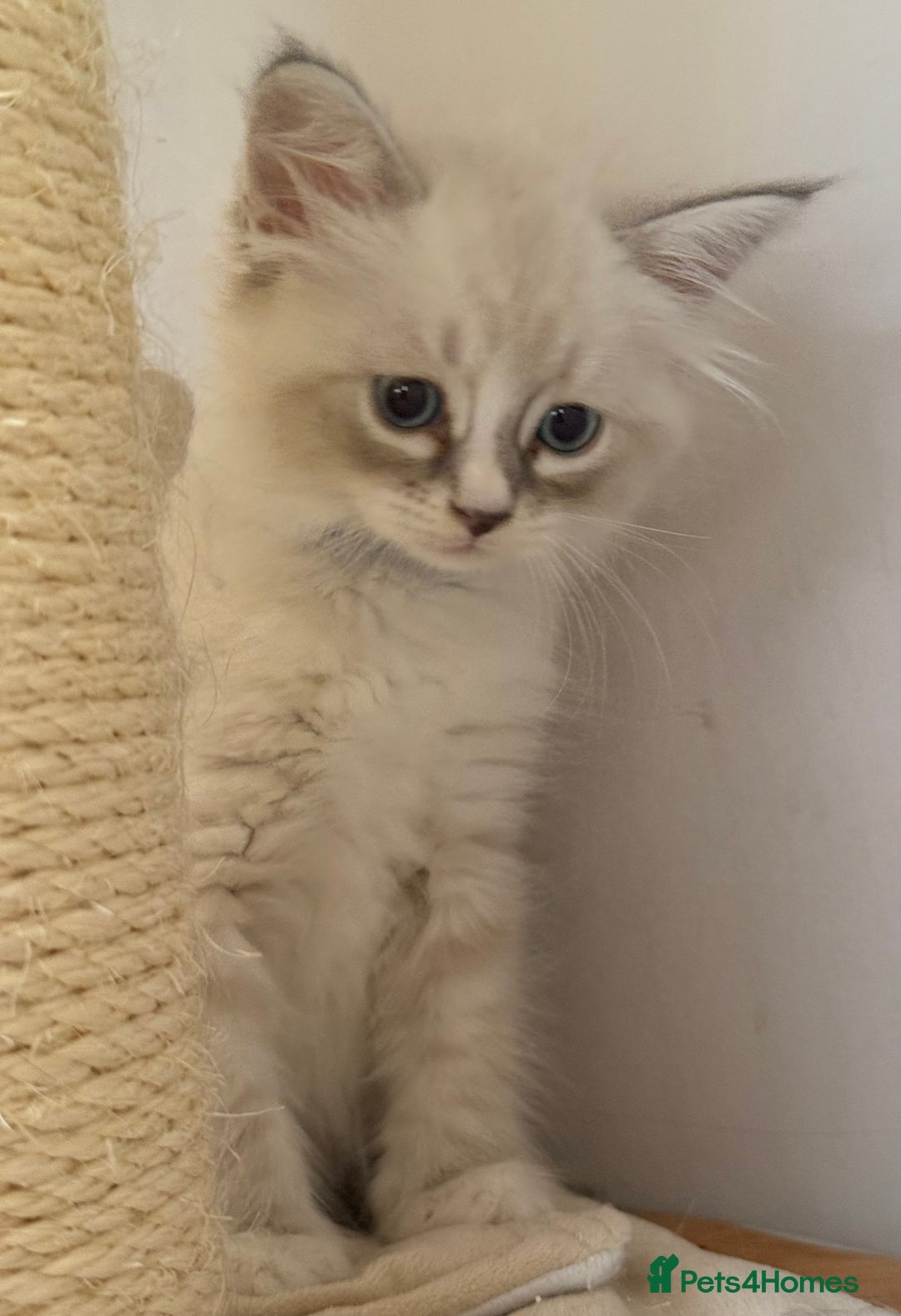 Siberian cats for sale: Only one Champion line girl available 🥰🥰 - Image 1