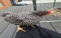 Chickens poultry for sale: Barred Plymouth Rock cockerel  - Image 1