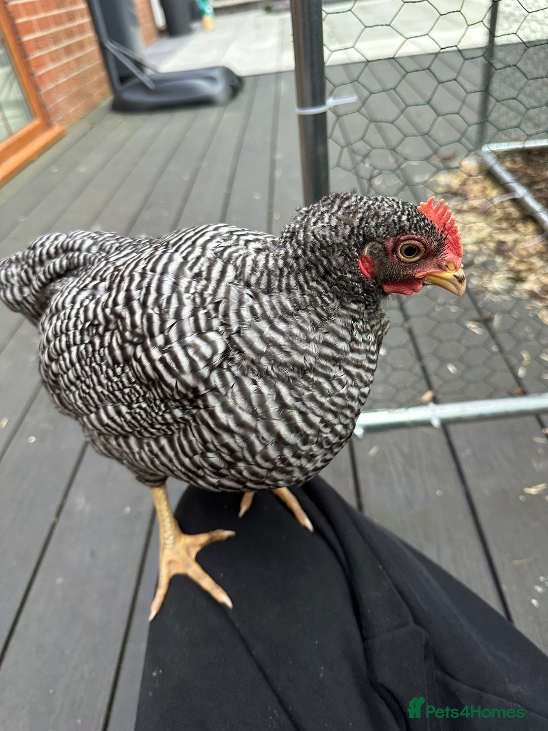 Chickens poultry for sale: Barred Plymouth Rock cockerel  - Image 1