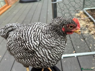 Chickens poultry - Advert 28