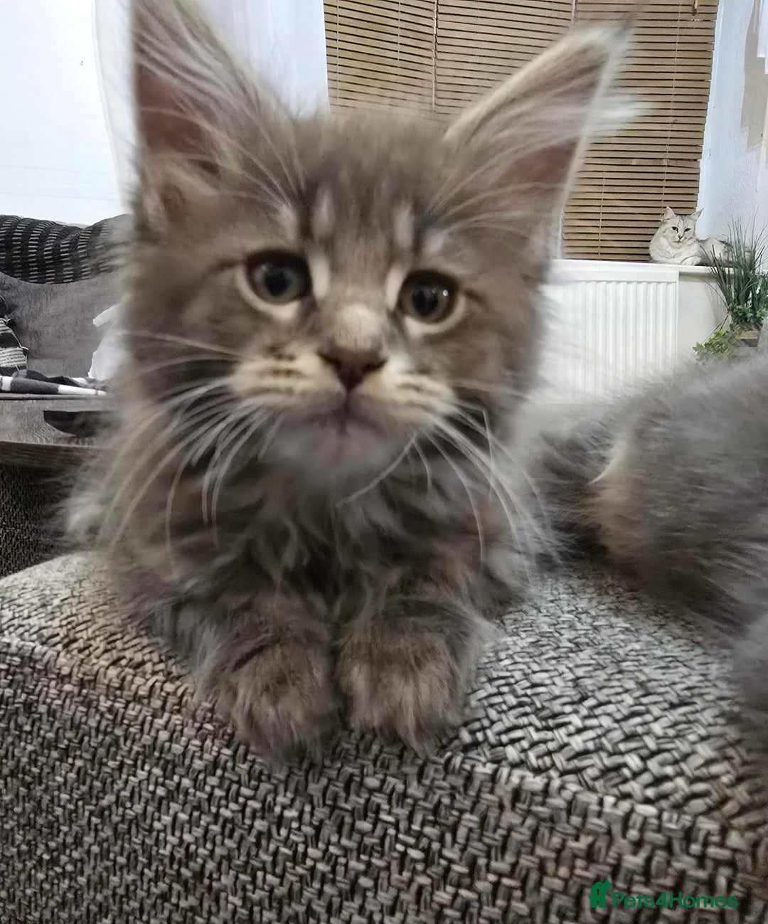 Maine Coon cats for sale: Beautiful Maine coon kittens  - Image 13