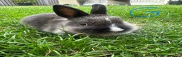 Netherland Dwarf rabbits for sale: Netherland Dwarf Rabbits For Sale  - Advert 16
