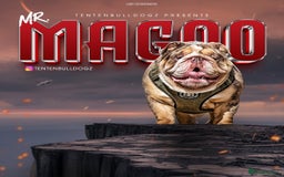 English Bulldog dogs for stud: *MR MAGOO choc n tan Merle STUD - PROVEN! in Stevenage - Image 1