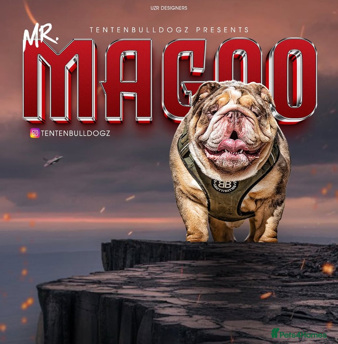 English Bulldog dogs for stud: *MR MAGOO choc n tan Merle STUD - PROVEN! in Stevenage - Image 1