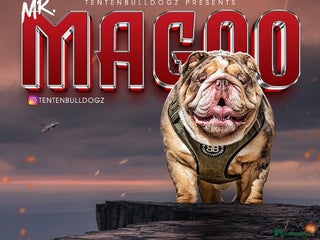 English Bulldog dogs in Stevenage - Advert 22