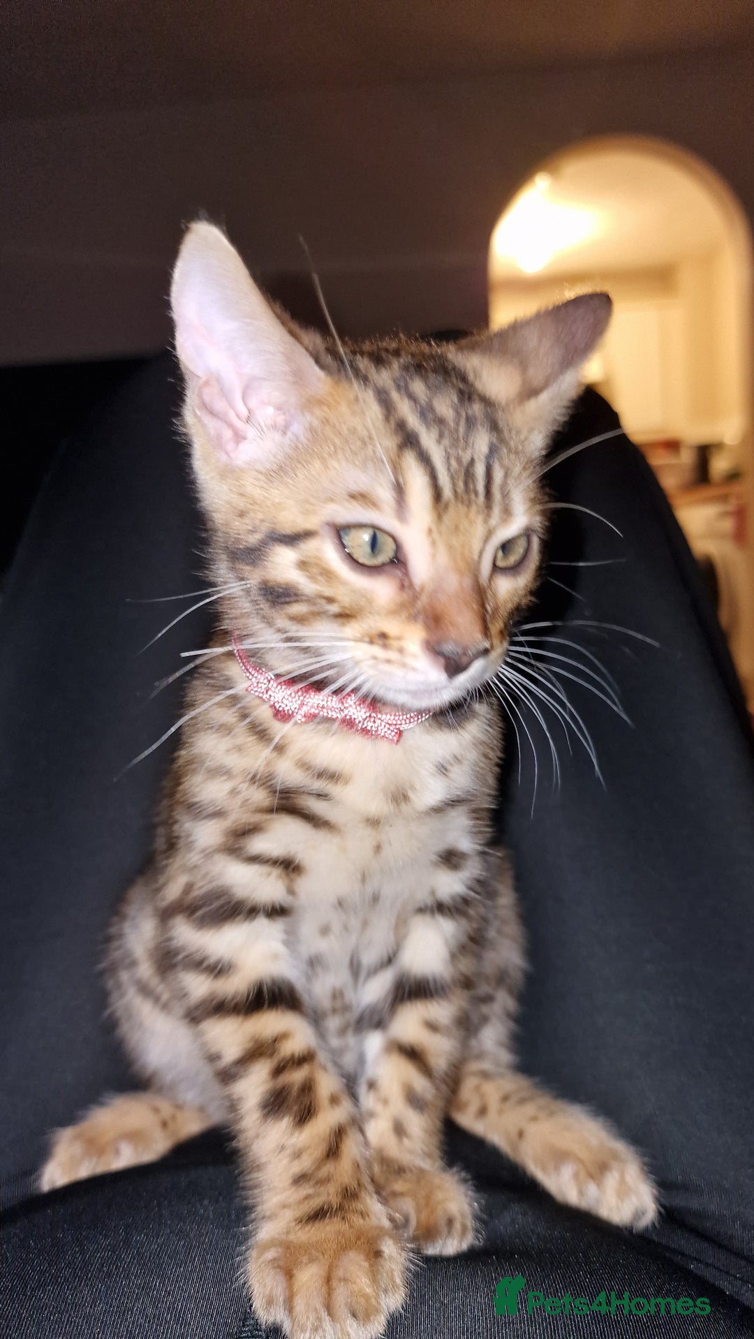 Bengal cats for sale: 3 Gorgeous Bengals kittens 😻😻❤️❤️❤️ - Image 34