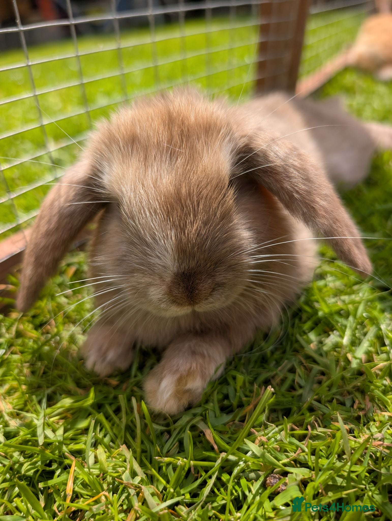 Mini Lop rabbits Mini lops - lionheads - re **   - Advert 2