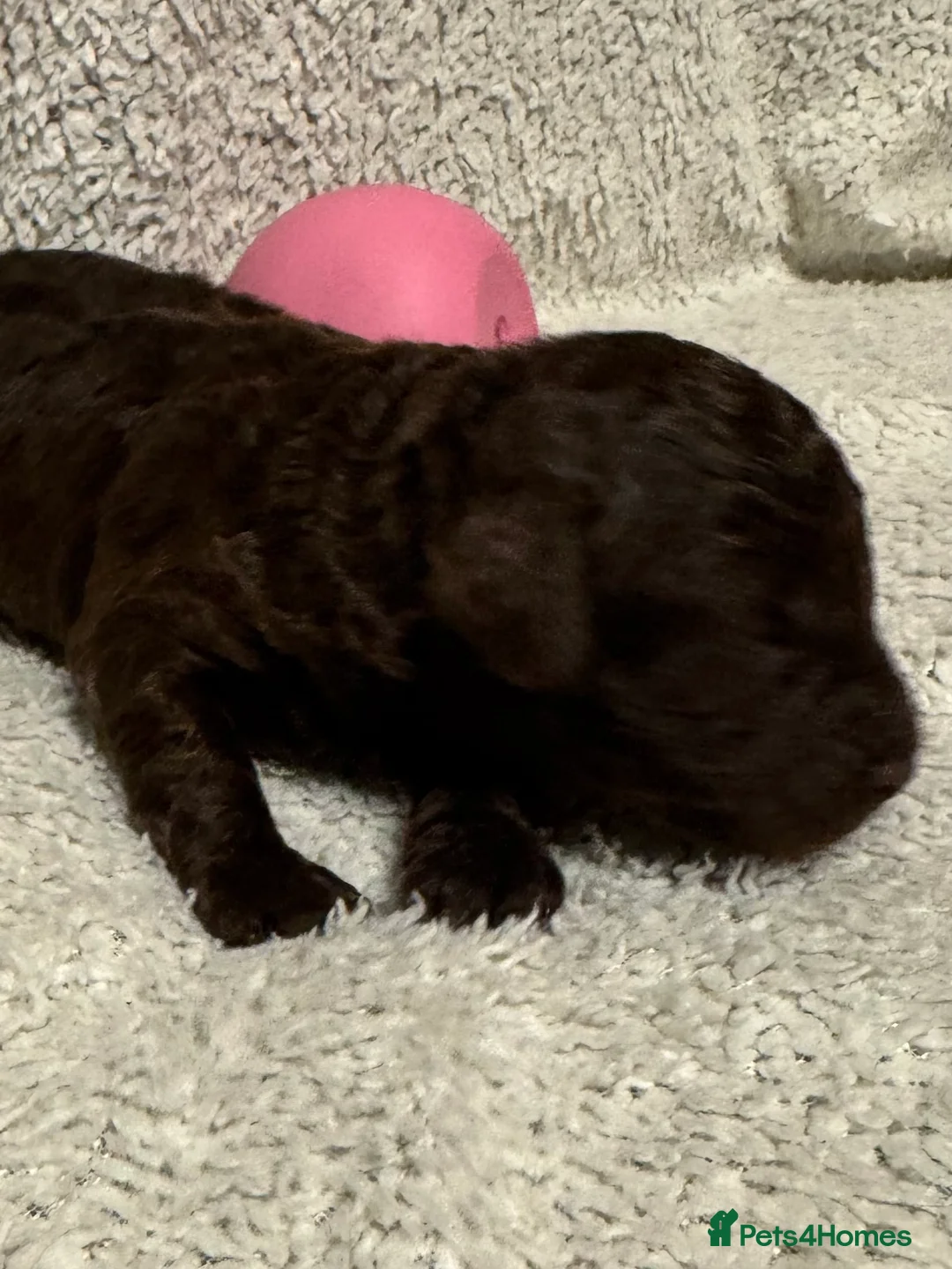 Cockapoo dogs for sale: Stunning F1bb toy cockerpoo puppies - Advert 4