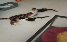 Mixed Breed cats for sale: Kittens ready now  - Image 2