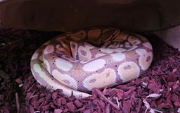 Python Snake reptiles for sale: Ball python banana het clown (male) - Image 2