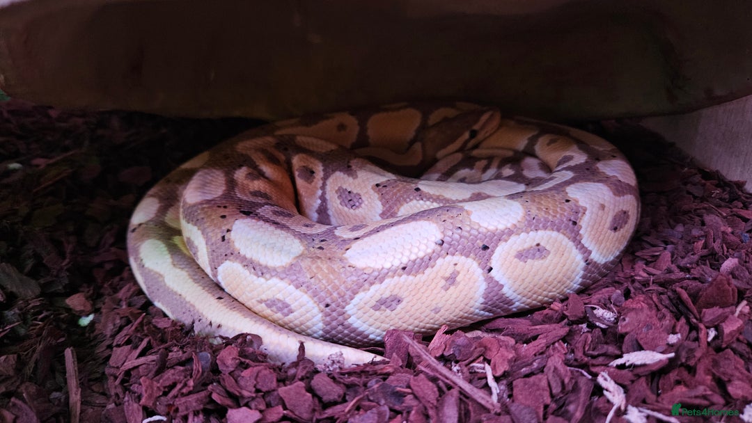 Python Snake reptiles for sale: Ball python banana het clown (male) - Image 2