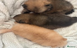 Pomeranian dogs for sale: ** Pomeranian Puppies 🐶🤍🐻🤎 - Image 15