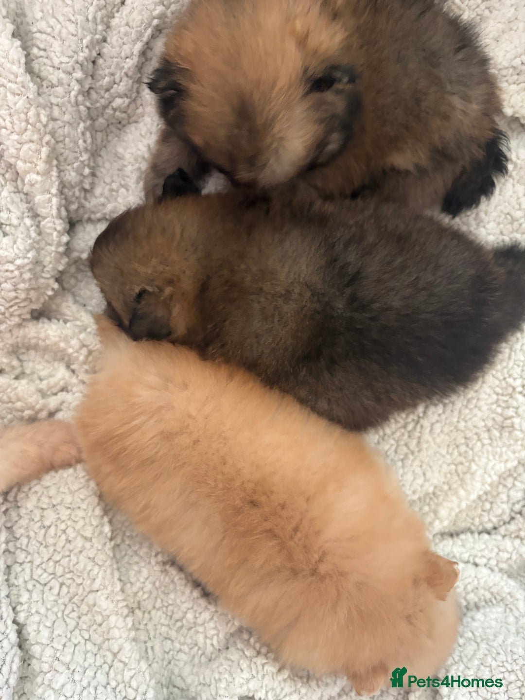 Pomeranian dogs for sale: ** Pomeranian Puppies 🐶🤍🐻🤎 - Image 15