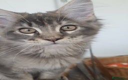 Maine Coon cats for sale: Only one left 🏅TICA🏅Pedigree maine coon kitten  - Image 8