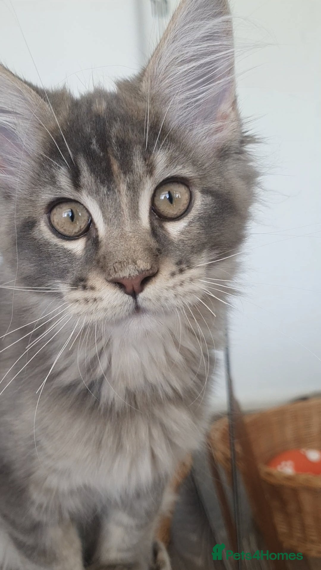 Maine Coon cats for sale: Only one left 🏅TICA🏅Pedigree maine coon kitten  - Image 8