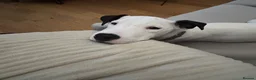 Jack Russell dogs for sale: Rehoming: Pure Breed Jack Russell in Haverhill - Advert 2