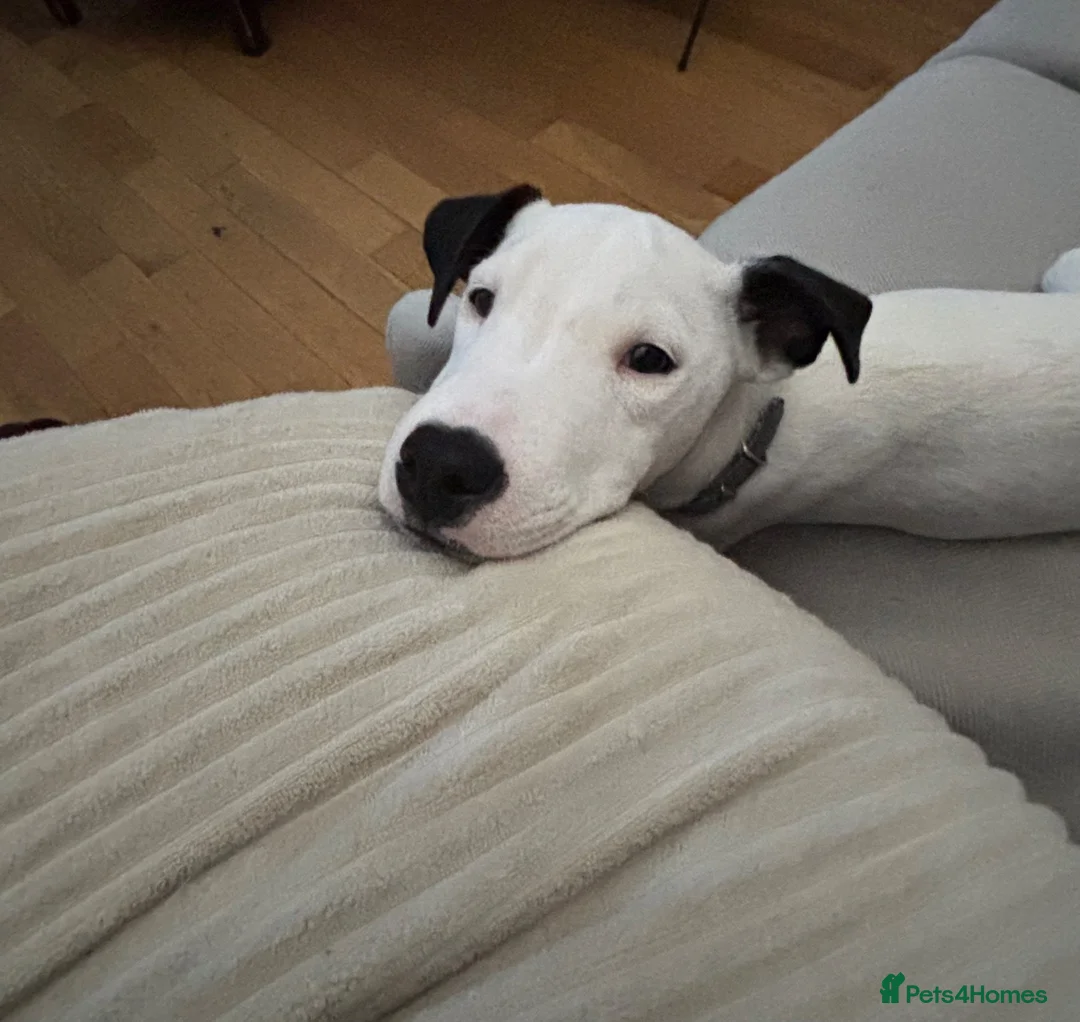 Jack Russell dogs for sale: Rehoming: Pure Breed Jack Russell in Haverhill - Advert 2