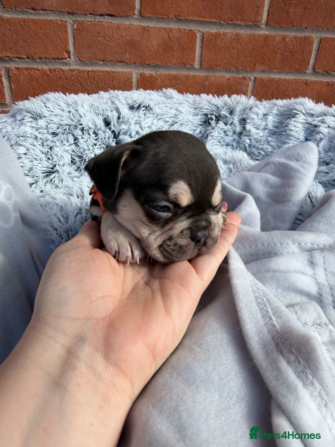French Bulldog dogs for sale: 7 BEAUTIFUL FRENCHIE PUPPIES FOR SALE 🐾🐶  - Image 16
