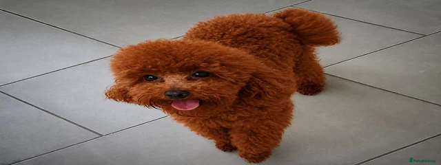 Chico