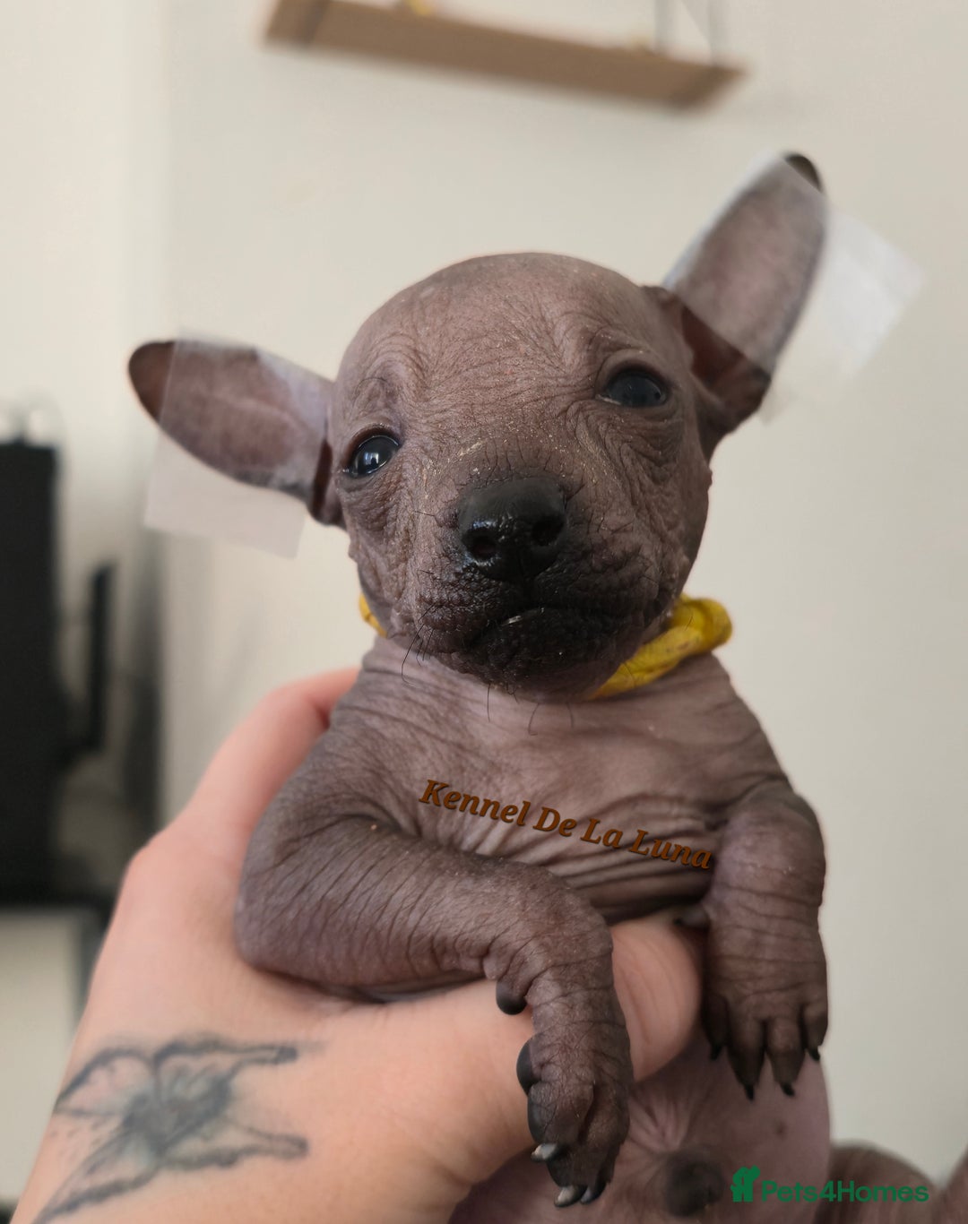 Mexican Hairless dogs for sale: Kc registered Xoloitzcuintle miniature puppies  - Advert 8